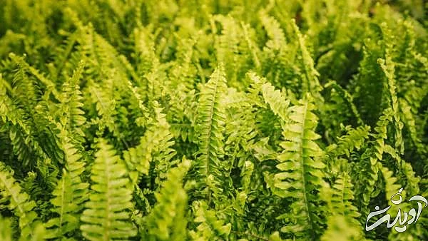 نحوه تکثیر گیاه سرخس